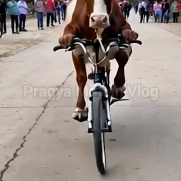 Funny animals videos #shorts #shortsfeed #ytshorts #funnycows #funnycowvideo #funnyanimals #funny