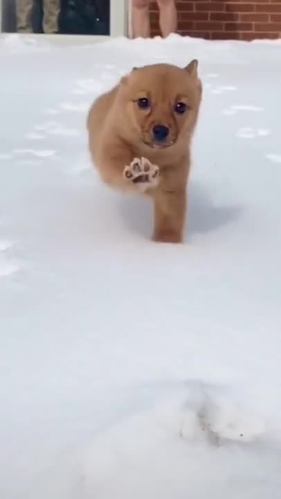 funny dog and snow short video #funn #viral #dog #animals #snow #viral #foryou