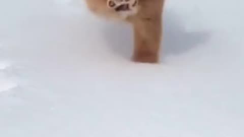 funny dog and snow short video #funn #viral #dog #animals #snow #viral #foryou