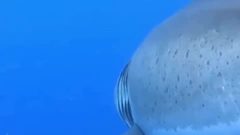 🦈