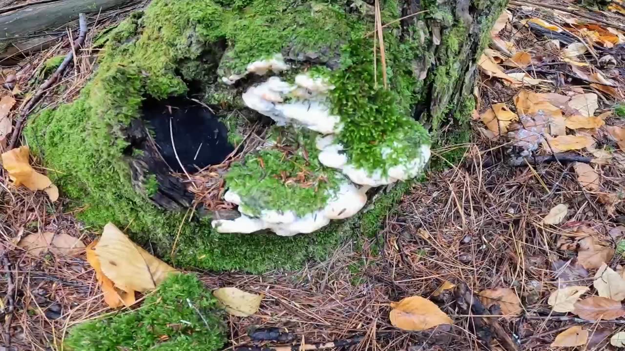 Mushrooms