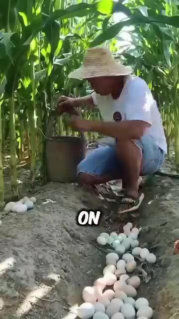 How does Japan Harvest