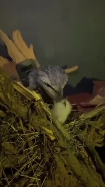 Newly hatched cuckoo and its mother