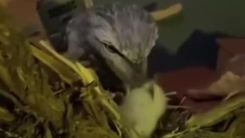 Newly hatched cuckoo and its mother