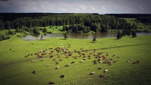 Why America Built A Forest From Canada To Texas