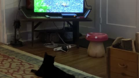 Turns out, Cat TV is a real thing #CatTv