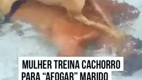 Littels dog's comedy Videos 🤣 so cute videos 😍