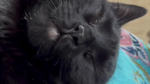 Cute Precious Piper is Taking a Lap Nap - Adopting a Cat from a Shelter Vlog #shorts