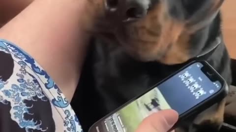 This dog got in trouble at his school 😂