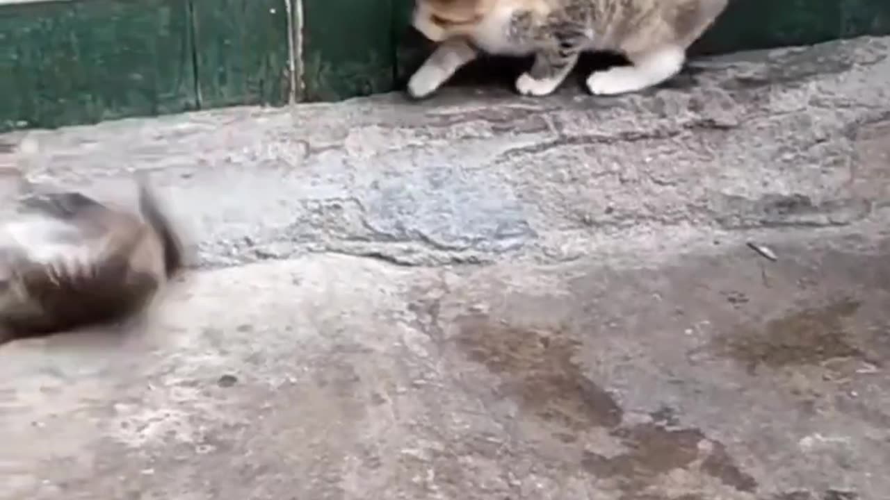 Whisker Wonders | Funny & Cute Cats to Brighten Your Day 😻✨