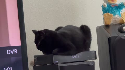 Cute Precious Piper Sits on Her Heated Tuffet - Adopting a Cat from a Shelter Vlog