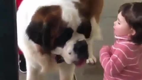funny animals