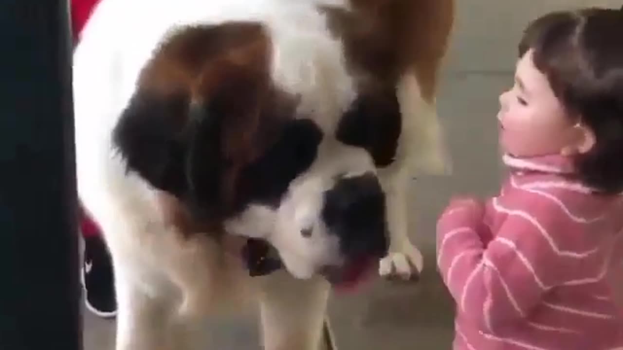 funny animals