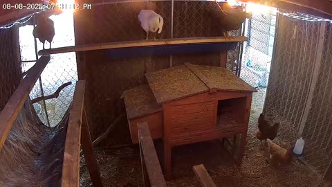 Friday Night Perch Up Cam1