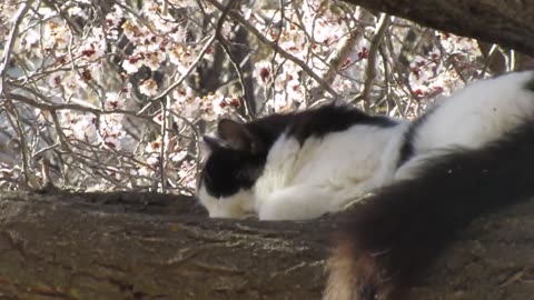 Our Cats #147 - Short Clip - Panqueeñou The Cat Sleeps on Blooming Apricot Tree