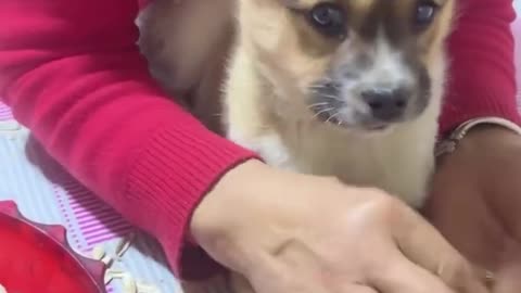 پاپی در حال تخمه و آجیل خوردن