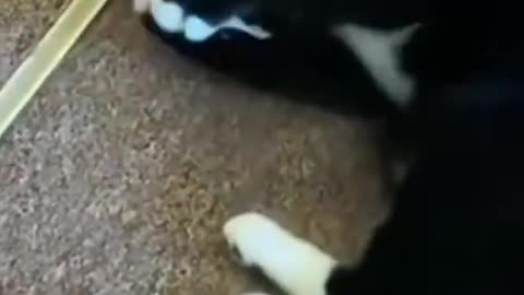 Funniest Cat And Dogs 😂 Funny Animal Videos 2022 #25