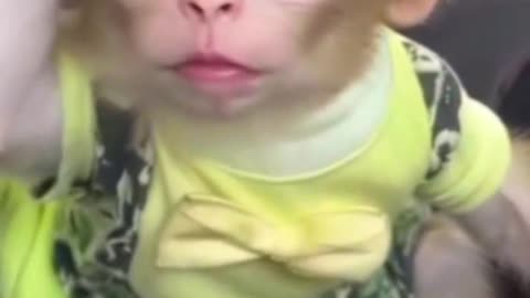 Monkey smile