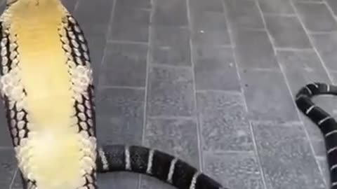 Rare Snake Beauty