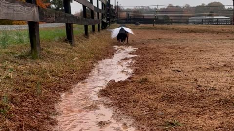 Digging Trenches Gives Pup Wings