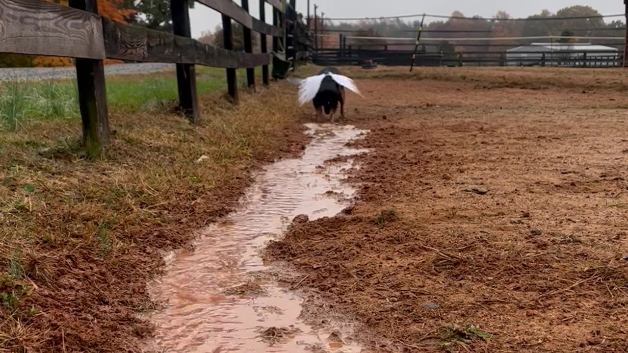 Digging Trenches Gives Pup Wings