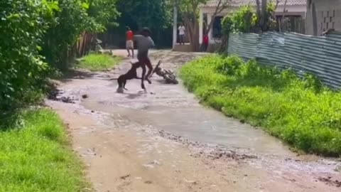 Dog Funny Videos