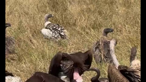 The Great Wildebeest Migration | Epic African Wildlife Documentary