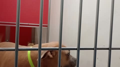 Baby Girl-tan-by fence 4y A869879 Morgan-in back nervous3y A874711 kennel 160 PACC shelter202591027