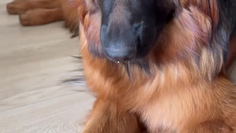 Littels Dog's Comedy Videos 🤣 so cute videos 😍 funny videos 🤣 so cute picture 😍