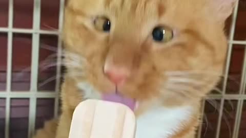 🍦😂 "Cross-Eyed Kid Eating Ice Cream | Cutest & Funniest Moment Ever!"
