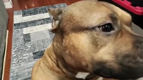 🤣☀️ You Won't Believe How Cute These Dogs Say Good Morning! | FunFM