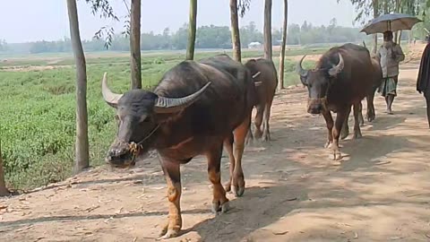 *"A Serene Village Scene: Shepherd Leading Buffaloes on a Muddy Path"*
