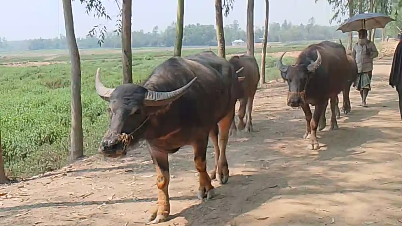 *"A Serene Village Scene: Shepherd Leading Buffaloes on a Muddy Path"*