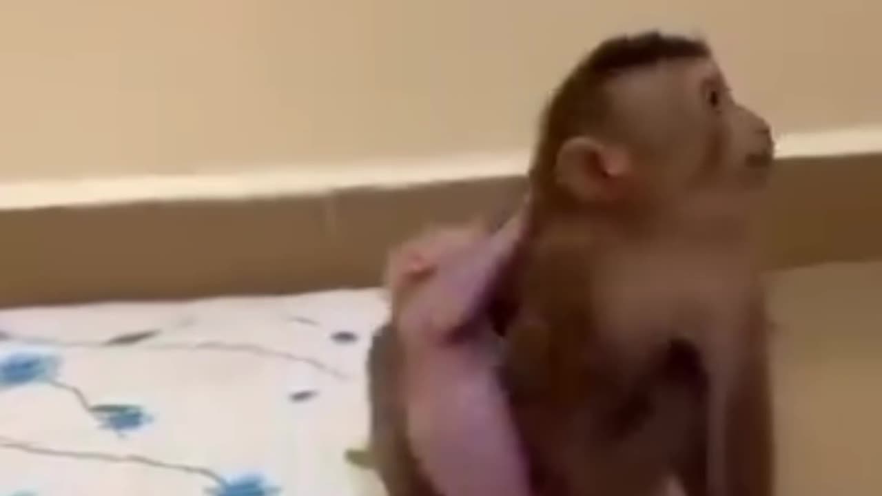 Monkey Lover - 00008 🤣🤣🤣
