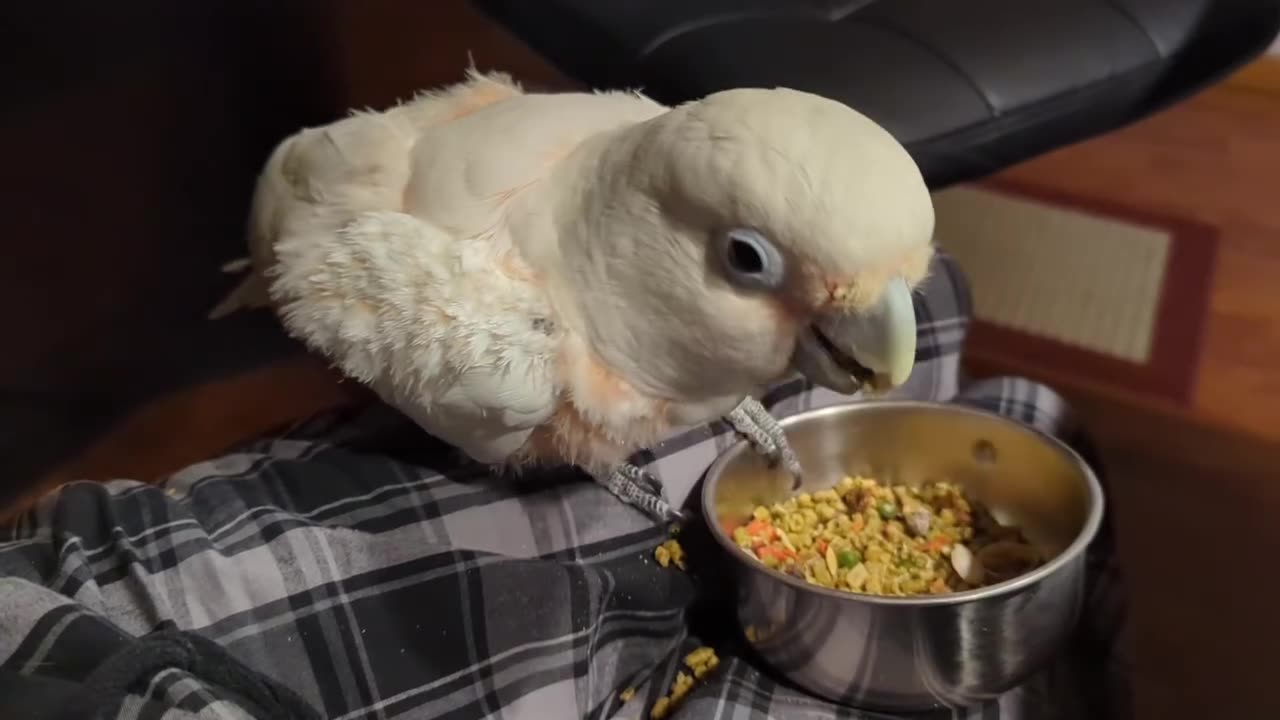 Enjoying His Food