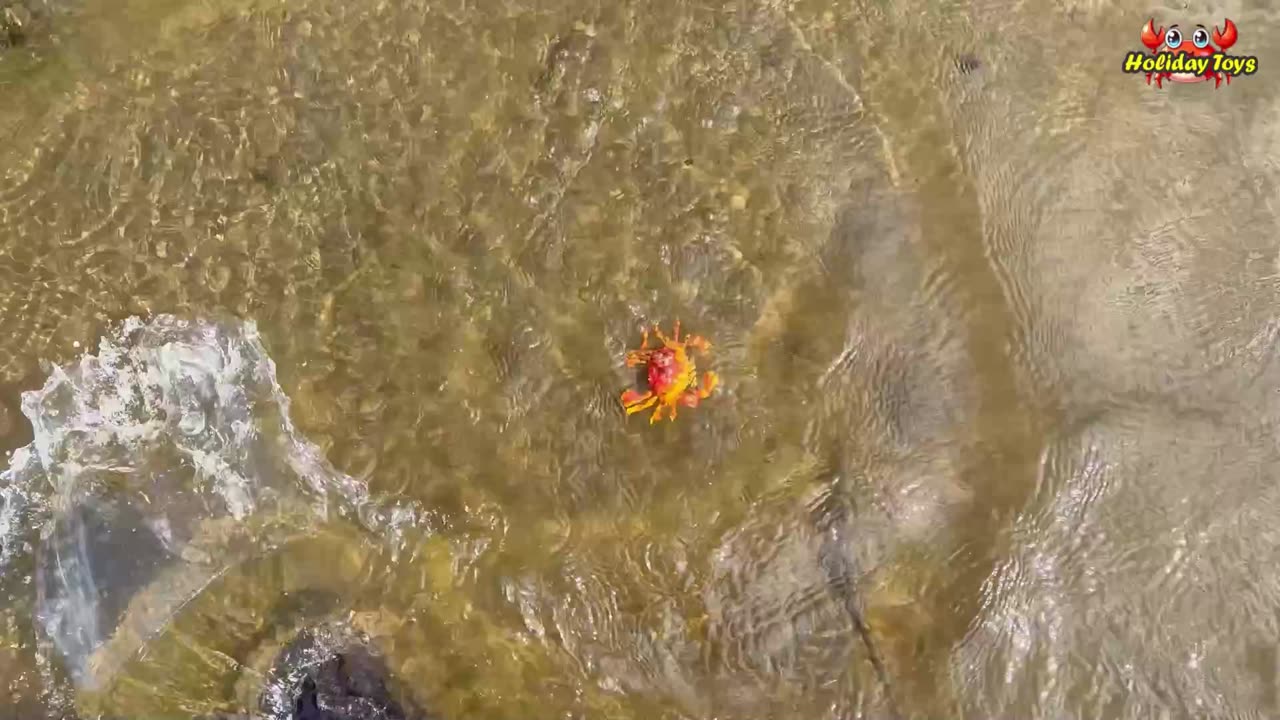 Red Duck Swimming and Diving in the Pond to Look for Small Fish
