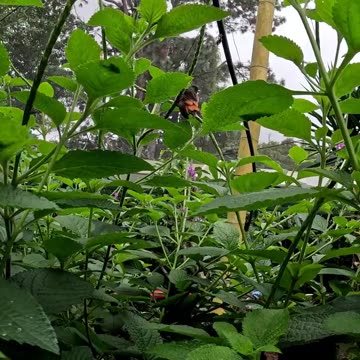 Hummingbird in a butterfly garden in Costa Rica