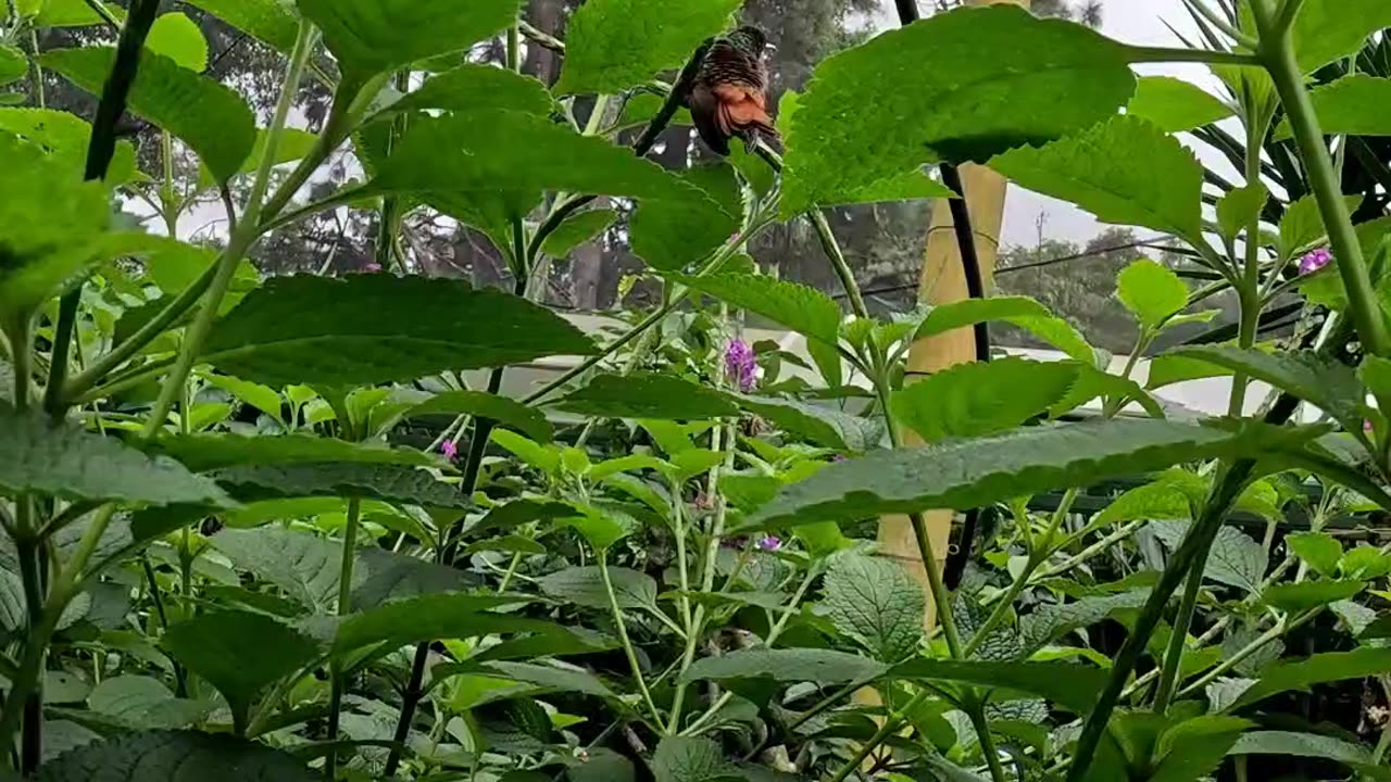 Hummingbird in a butterfly garden in Costa Rica