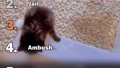 Ranking Best Dramatic Kitten Moments