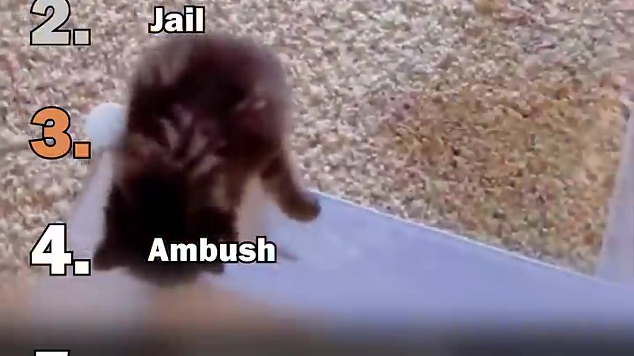 Ranking Best Dramatic Kitten Moments