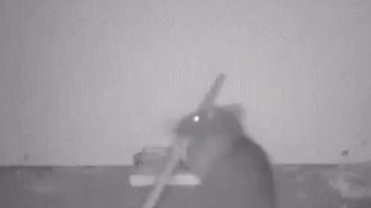 Smart Rat Survives Trap