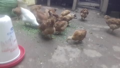 My chicken is growing fast