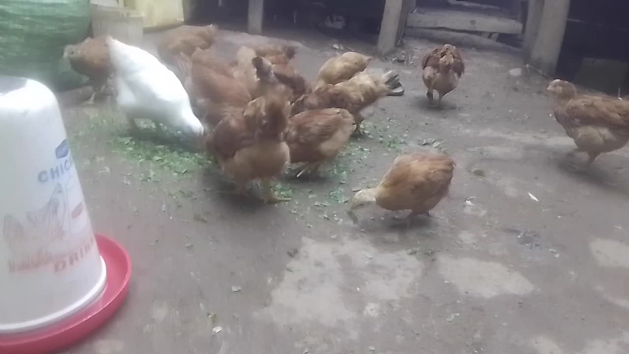 My chicken is growing fast