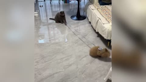 funny animal videos part 2