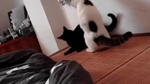 😂🐱 WW Meow! Cat's Reaction is Priceless! | FunFM