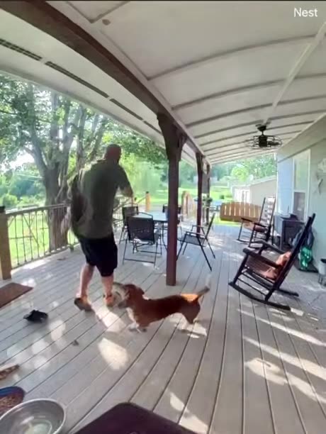 Squirrel Attack