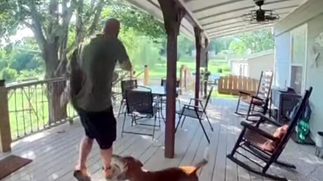 Squirrel Attack