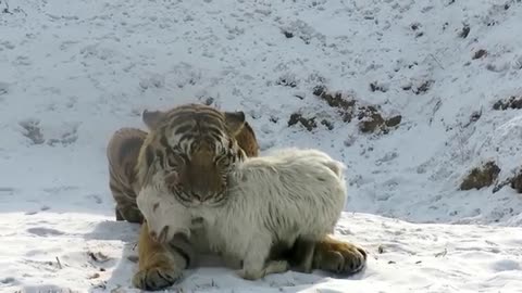 Tigers Kill Goat