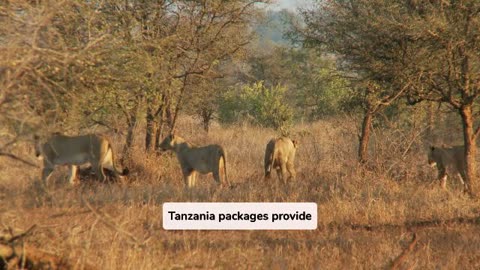 Check Out Diverse Wild Animals with Safari Tours in Tanzania
