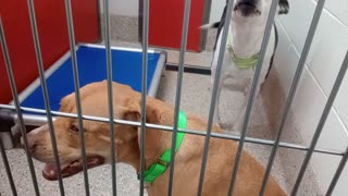 Juju-B&W 6y A882110 Cackle-tan 4y A884133 kennel 78 pod 3 PACC shelter gave Juju some 1on12025102935